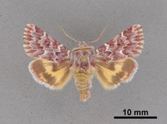 Schinia lucens MEM354532 by Mississippi Entomological Museum. Used under a CC0 license.