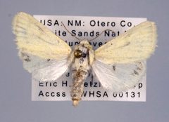 Schinia luxa by Unspecified. Used under a Copyrighted free use license.