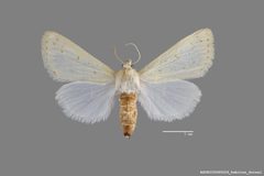 Schinia luxa ASUHIC0085029 by Arizona State University Hasbrouck Insect Collection. Used under a CC0 license.