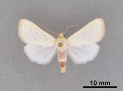 Schinia luxa MEM354461 by Mississippi Entomological Museum. Used under a CC0 license.