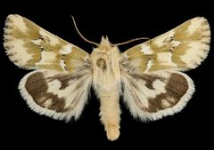Schinia meadi by Unspecified. Used under a Copyrighted free use license.