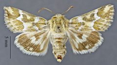 Schinia meadi DPG1HEXA0004070 by Dugway Proving Ground Natural History Collection. Used under a CC0 license.