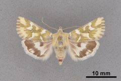 Schinia meadi MEM354566 by Mississippi Entomological Museum. Used under a CC0 license.