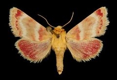 Schinia miniana by Unspecified. Used under a Copyrighted free use license.