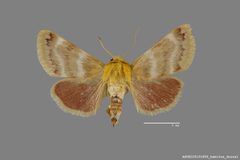 Schinia miniana ASUHIC0101855 by Arizona State University Hasbrouck Insect Collection. Used under a CC0 license.