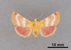 Schinia miniana MEM365960 by Mississippi Entomological Museum. Used under a CC0 license.