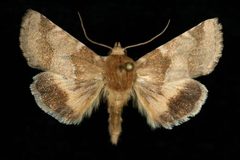 Schinia mortua by Unspecified. Used under a Copyrighted free use license.