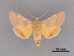Schinia mortua MEM362797 by Mississippi Entomological Museum. Used under a CC0 license.