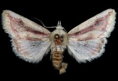 Schinia niveicosta1 by Unspecified. Used under a Copyrighted free use license.