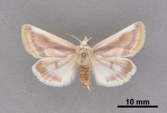 Schinia niveicosta MEM365988 by Mississippi Entomological Museum. Used under a CC0 license.