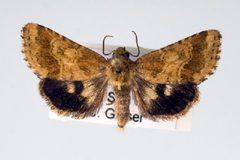 Schinia nubila by Unspecified. Used under a Copyrighted free use license.