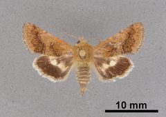 Schinia nubila MEM362616 by Mississippi Entomological Museum. Used under a CC0 license.