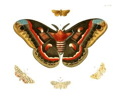 Illustrations of Exotic Entomology I 18 by Plates: Dru Drury (1725–1803). Text: John Obadiah Westwood (1805–1893). Used under a Public domain license.