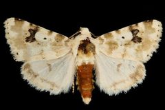 Schinia nundina by Unspecified. Used under a Copyrighted free use license.