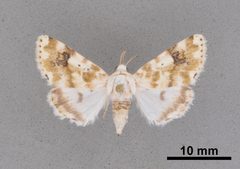 Schinia nundina MEM366103 by Mississippi Entomological Museum. Used under a CC0 license.