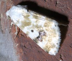Schinia nundina P1290836a by 
xpda. Used under a CC BY-SA 4.0 license.