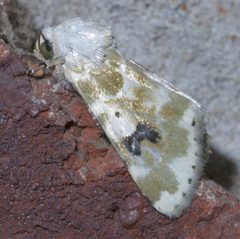 Schinia nundina P1300828a by 
xpda. Used under a CC BY-SA 4.0 license.