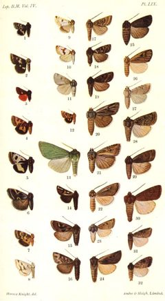CATALOGUE-BM-LIX by Sir GEORGE F. HAMPSON, Bart.. Used under a Public domain license.