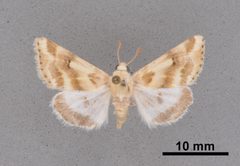Schinia obliqua MEM366231 by Mississippi Entomological Museum. Used under a CC0 license.