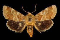 Schinia obscurata by Unspecified. Used under a Copyrighted free use license.