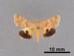 Schinia obscurata MEM362631 by Mississippi Entomological Museum. Used under a CC0 license.