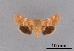 Schinia obscurata tanena MEM362638 by Mississippi Entomological Museum. Used under a CC0 license.