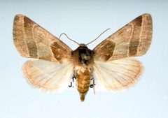 Schinia oleagina by Unspecified. Used under a Copyrighted free use license.