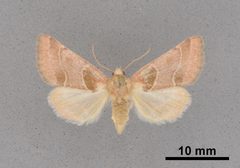 Schinia oleagina MEM354847 by Mississippi Entomological Museum. Used under a CC0 license.