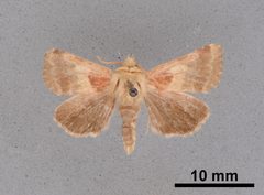 Schinia olivacea MEM354468 by Mississippi Entomological Museum. Used under a CC0 license.