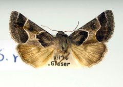 Schinia rivulosa by Unspecified. Used under a Copyrighted free use license.