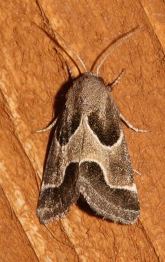 Schinia rivulosa 10809983 by Laura Gaudette. Used under a CC BY 4.0 license.