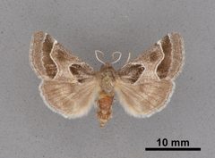 Schinia rivulosa MEM354726 by Mississippi Entomological Museum. Used under a CC0 license.