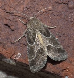 Schinia rivulosa P1250310b by 
xpda. Used under a CC BY-SA 4.0 license.