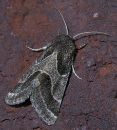 Schinia rivulosa P1290509a by 
xpda. Used under a CC BY-SA 4.0 license.