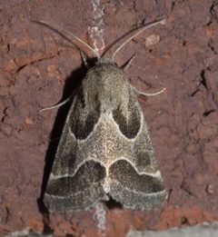 Schinia rivulosa P1300366b by 
xpda. Used under a CC BY-SA 4.0 license.