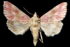 Schinia sanguinea by Unspecified. Used under a Copyrighted free use license.