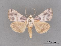 Schinia sanguinea MEM365982 by Mississippi Entomological Museum. Used under a CC0 license.