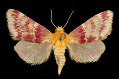Schinia sanrafaeli1 by Unspecified. Used under a Copyrighted free use license.