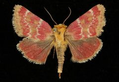 Schinia sanrafaeli2 by Unspecified. Used under a Copyrighted free use license.
