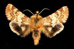 Schinia septentrionalis by Unspecified. Used under a Copyrighted free use license.
