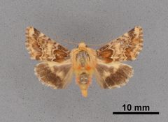 Schinia septentrionalis MEM362554 by Mississippi Entomological Museum. Used under a CC0 license.