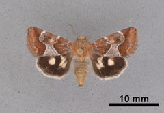 Schinia subspinosae MEM362888 by Mississippi Entomological Museum. Used under a CC0 license.