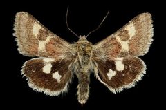Schinia sueta martini by Unknown authorUnknown author. Used under a Copyrighted free use license.