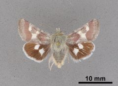 Schinia suetus martini MEM354529 by Mississippi Entomological Museum. Used under a CC0 license.