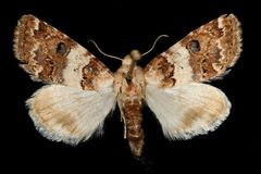 Schinia tertia1 by Unknown authorUnknown author. Used under a Copyrighted free use license.