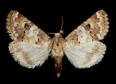 Schinia tertia2 by Unknown authorUnknown author. Used under a Copyrighted free use license.