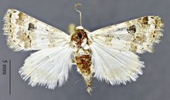 Schinia tertia DPG1HEXA0004087 by Dugway Proving Ground Natural History Collection. Used under a CC0 license.