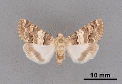 Schinia tertia MEM366144 by Mississippi Entomological Museum. Used under a CC0 license.