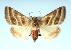 Schinia trifascia by Unknown authorUnknown author. Used under a Copyrighted free use license.