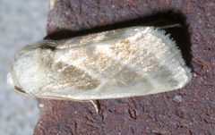 Schinia trifascia P1300599a by 
xpda. Used under a CC BY-SA 4.0 license.